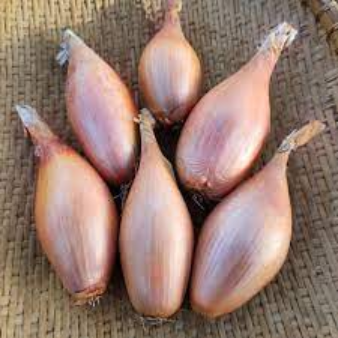 Shallot Onion gourmet aroma for premium culinary dishes