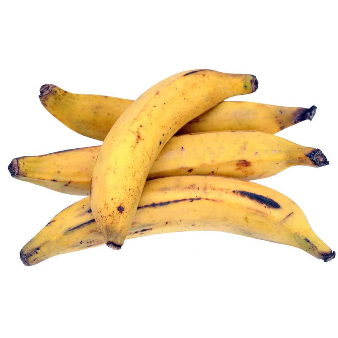 Fresh Plantain Bananas for Cooking and Export Trade