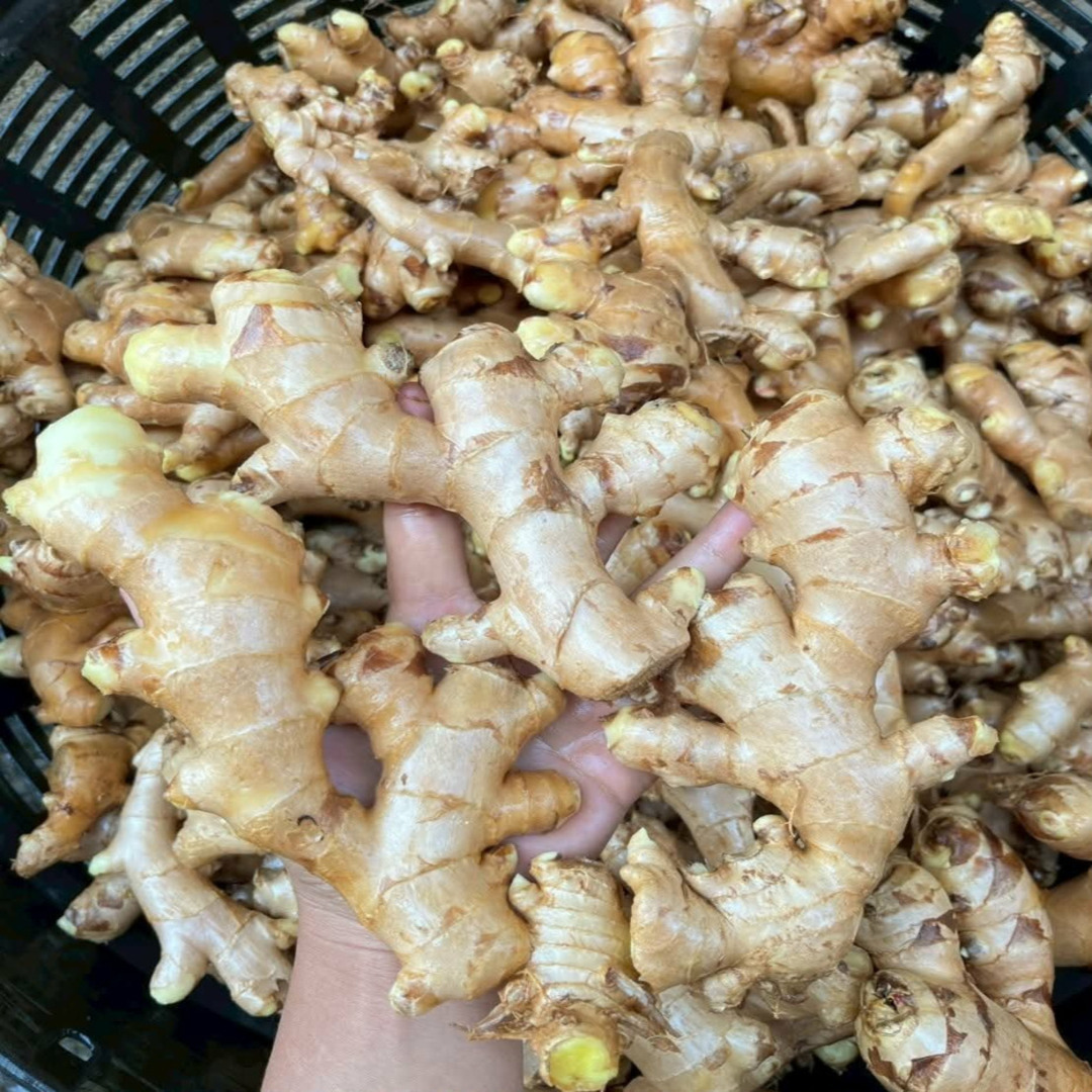 Fresh Ginger Rhizomes Zingiber Officinale Premium Quality Organic Ginger Roots for Cooking and Health Benefits
