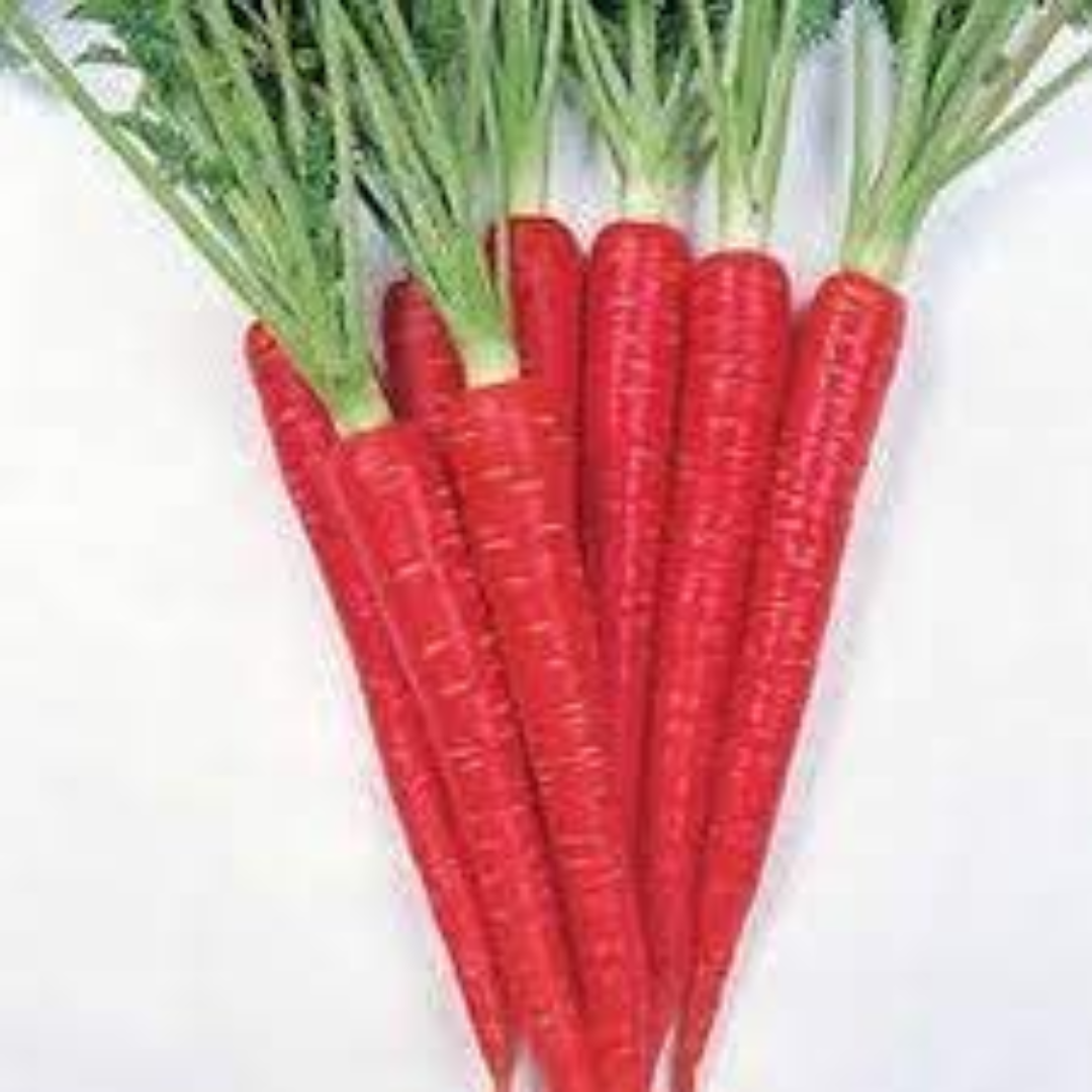 Enterprise Carrots Wholesale for Consistent Export Quality