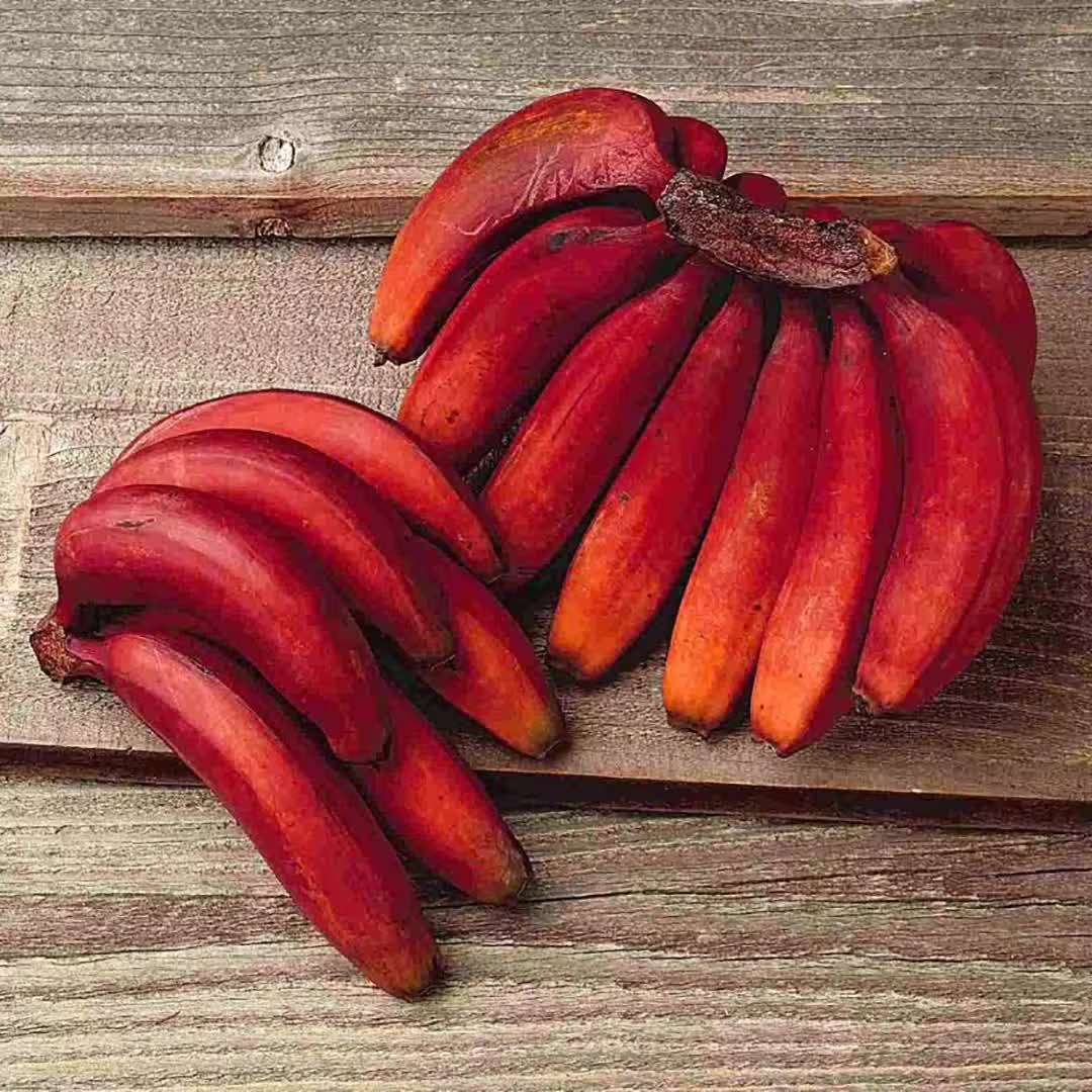 Red Banana for Export Supply and International Fruit Trade