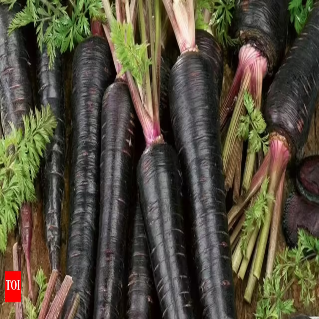 Black Carrots Distributor For Natural Sweet Taste