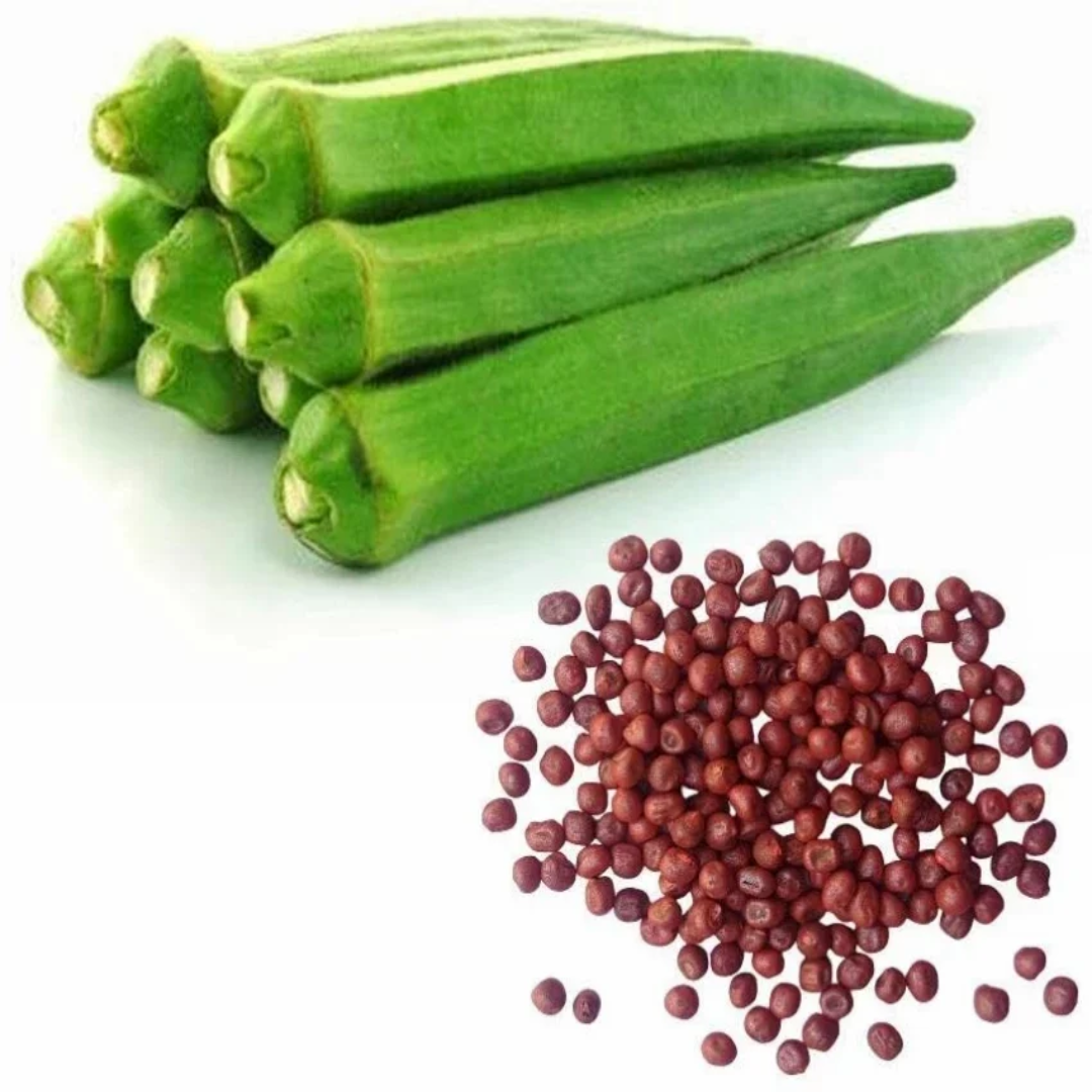 Lady Finger Seeds – Wholesale & Supplier from India