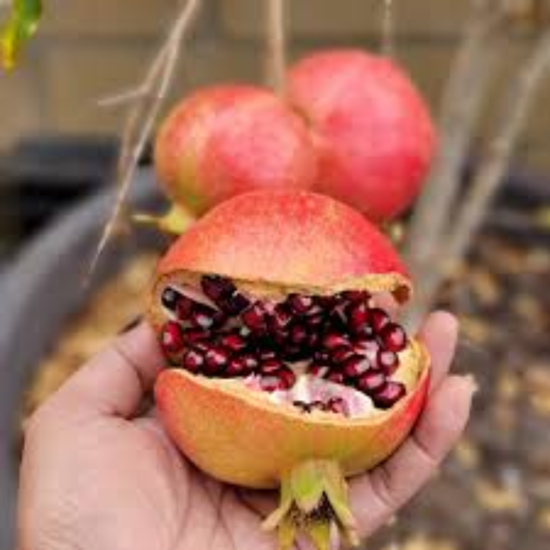 Ariana Pomegranates for Fresh Produce Export Markets