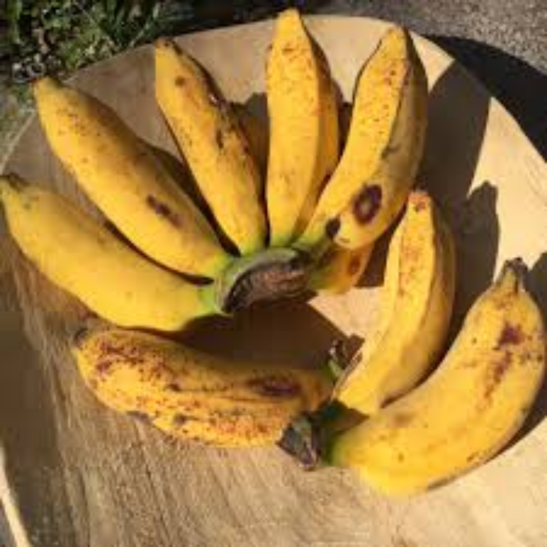 Pisang Raja Banana Sweet Aromatic Tropical Fruit Rich Flavor Premium Export Quality Fresh