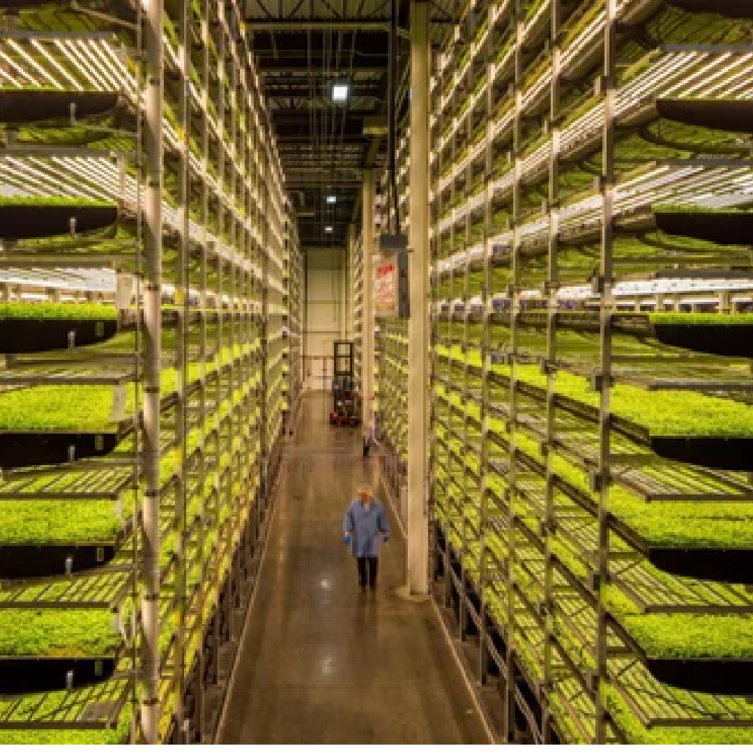 India Vertical Farming System