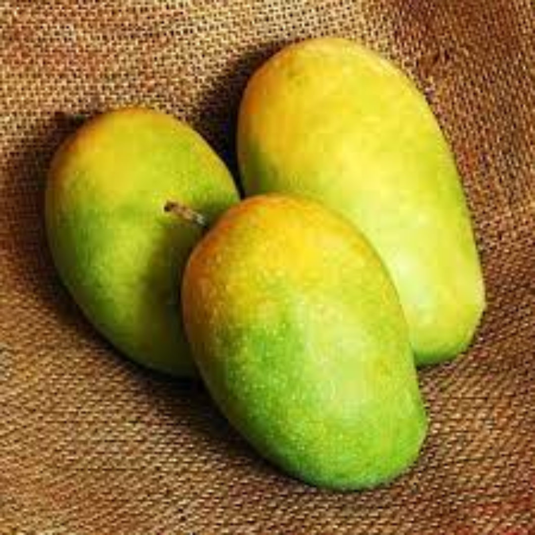 Kesar Mango Celebrated for Saffron Aroma and Royal Sweetness