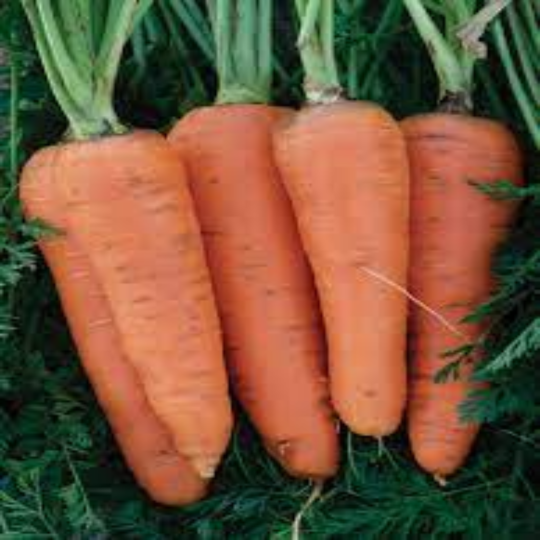 Danvers Carrots Wholesale for Fresh Farm Trade Supply