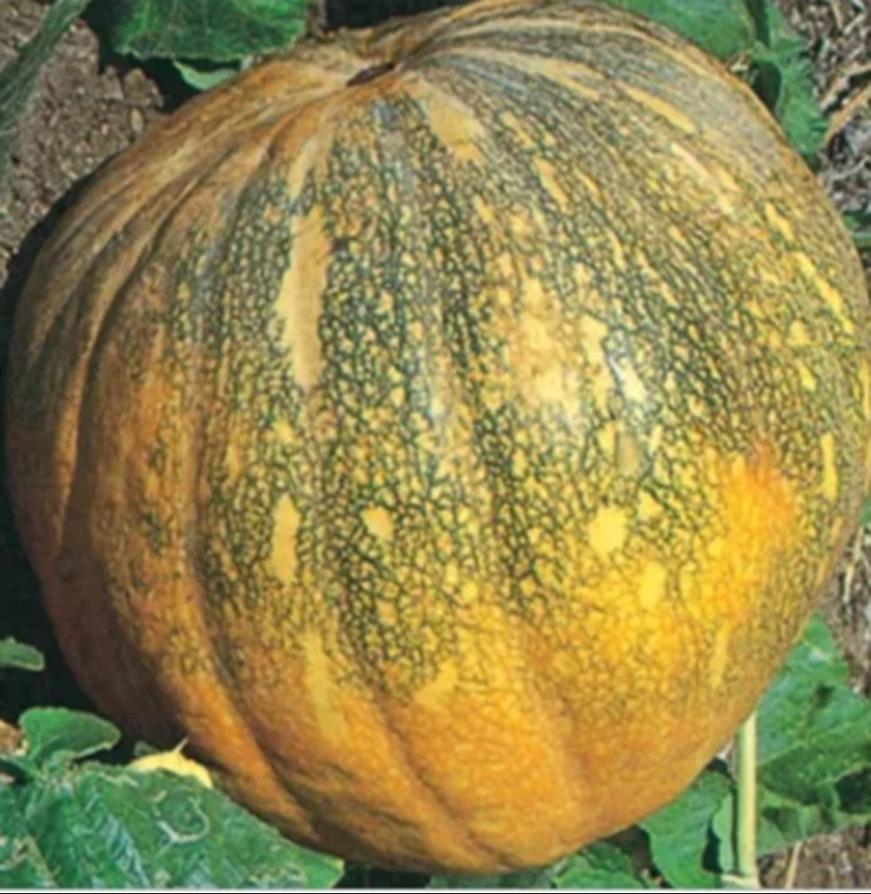 A Grade Samrat Pumpkin (Peela Kaddu) – Wholesale & Supplier from India