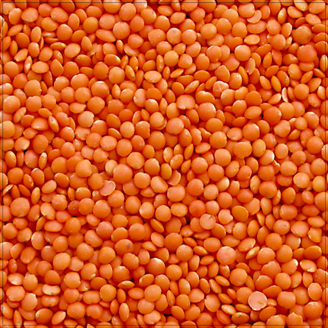 Whole Lentils for International Trade and Wholesale Supply