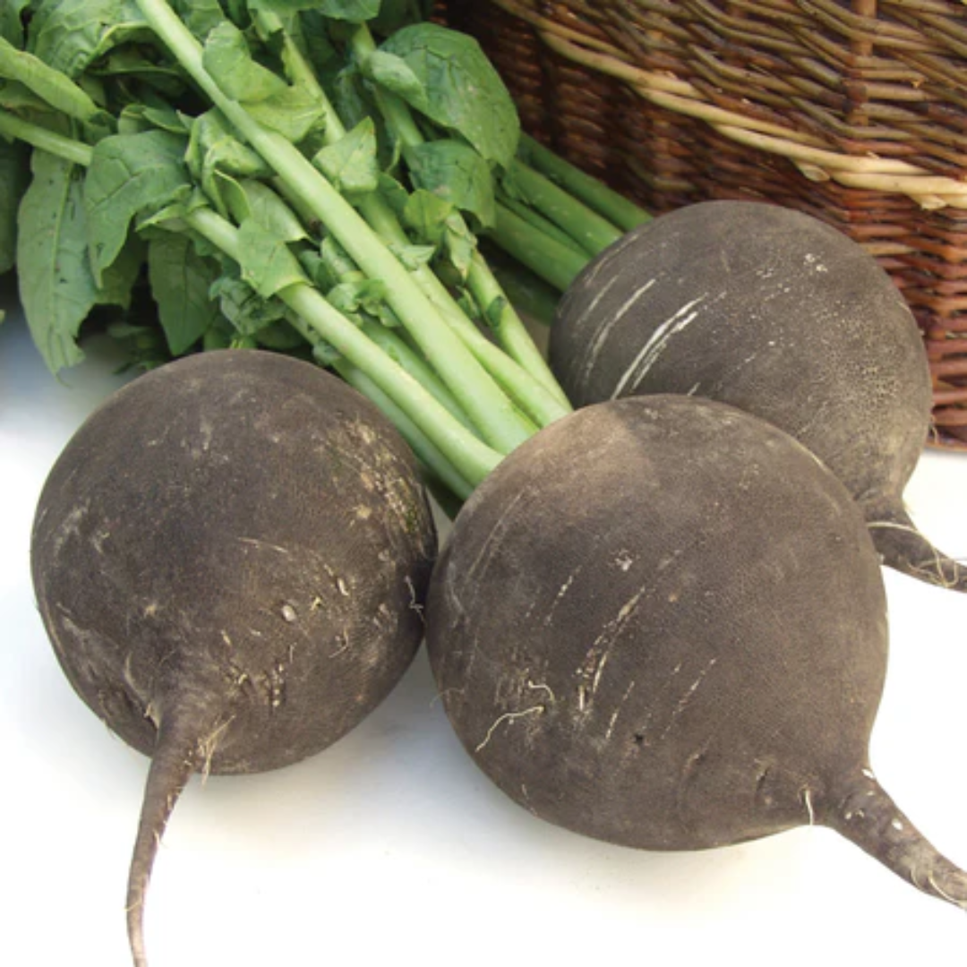 Runder Schwarzer Winter Heirloom Root Veg Seeds USA