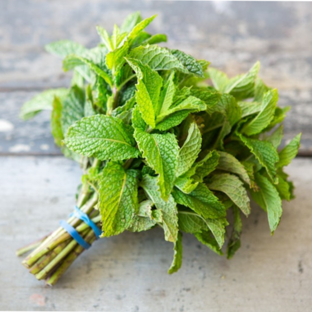 Organic Bunched Mint Aromatic Fresh Herbs USA
