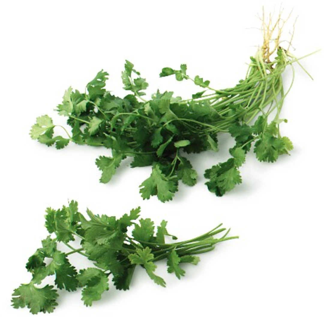 Fresh Cilantro Herbs Organic & Flavorful USA
