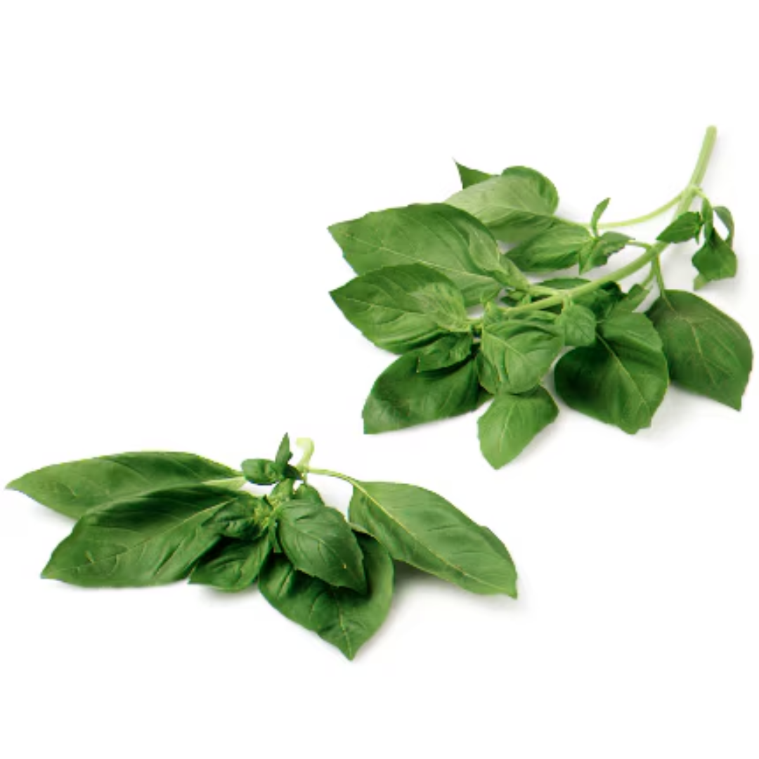 Organic Basil Fresh Aromatic Herbs Sourced USA