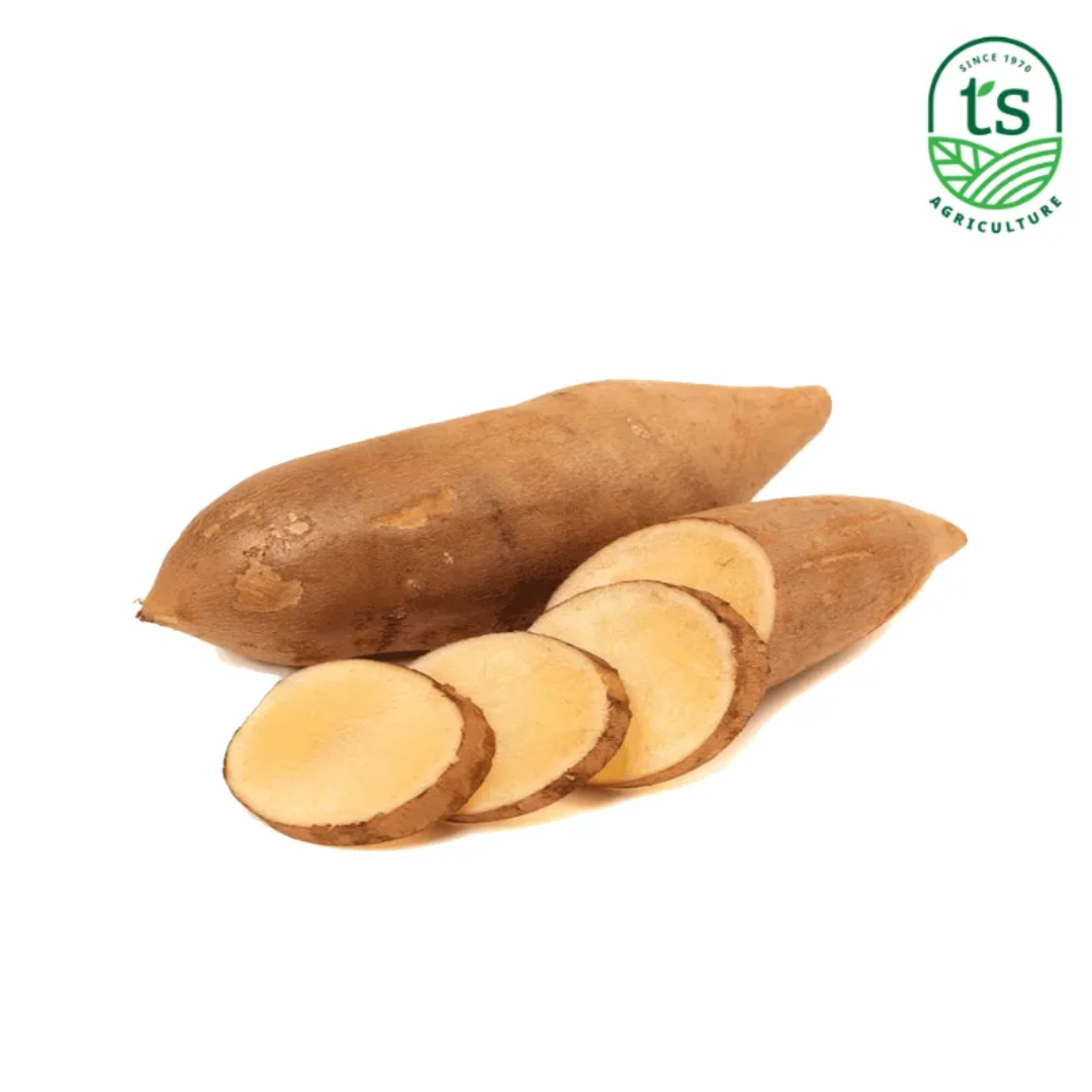 Yacon Root Vegetable 10kg Fresh Supply Malaysia