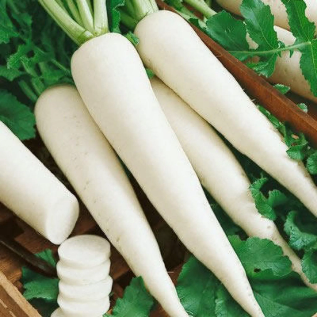 White Radish 500KG Root Vegetable Supply Vietnam