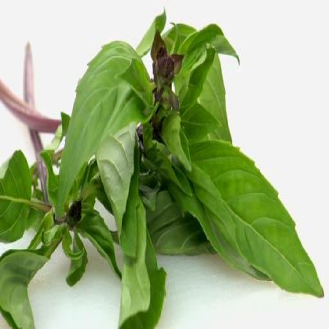 Thailand Sweet Basil 100g Premium Vietnam Herb
