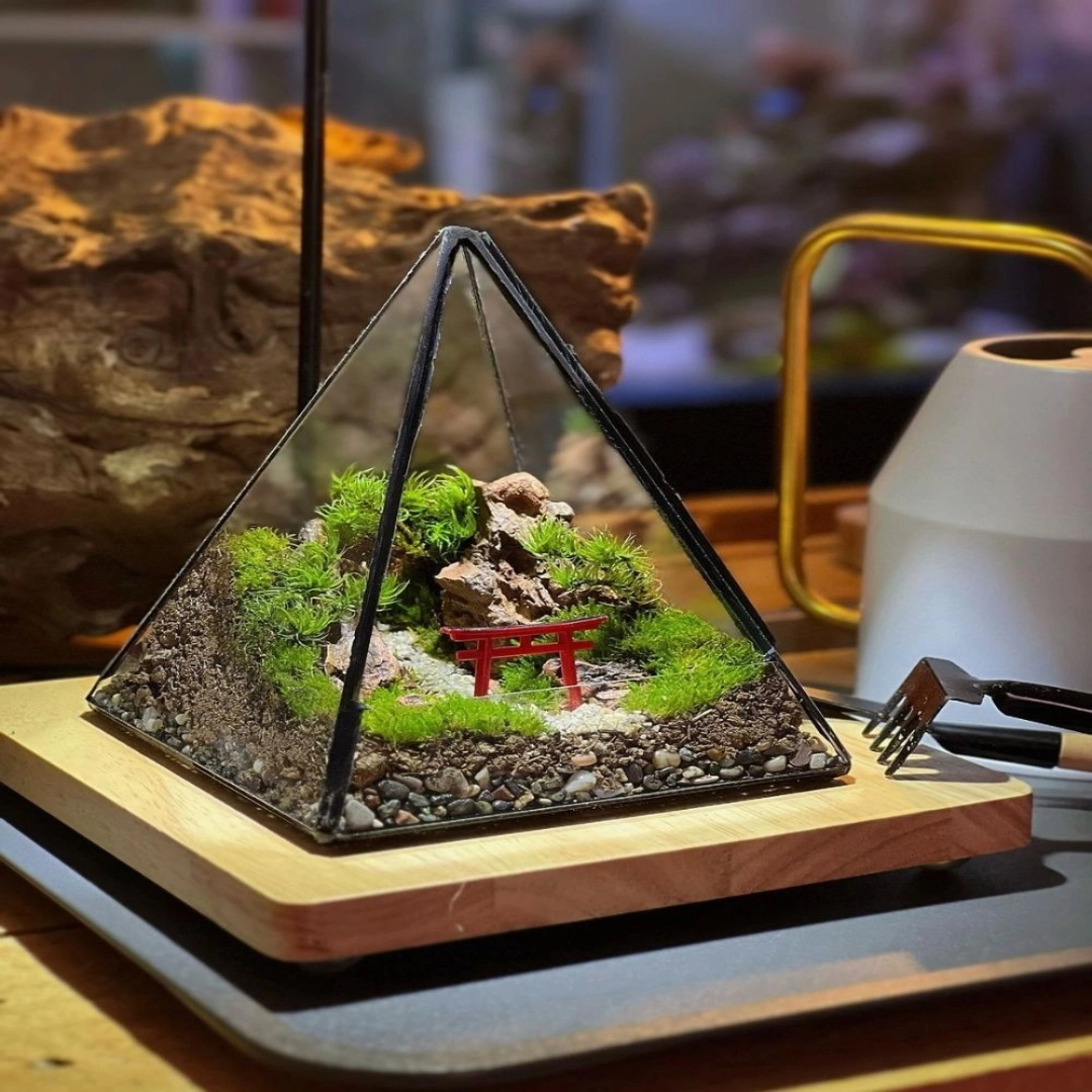 Terrarium Kits For Exotic Plants