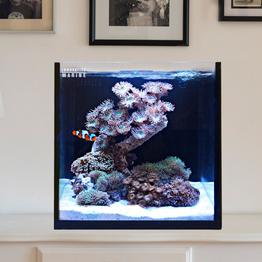15 Gallon Fusion AIO Freshwater Cube Aquarium