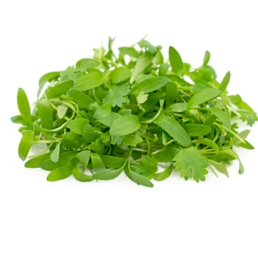 Fresh Cilantro Leaves Aromatic Coriander Herb for Cooking Garnish Salads and Flavorful Recipes