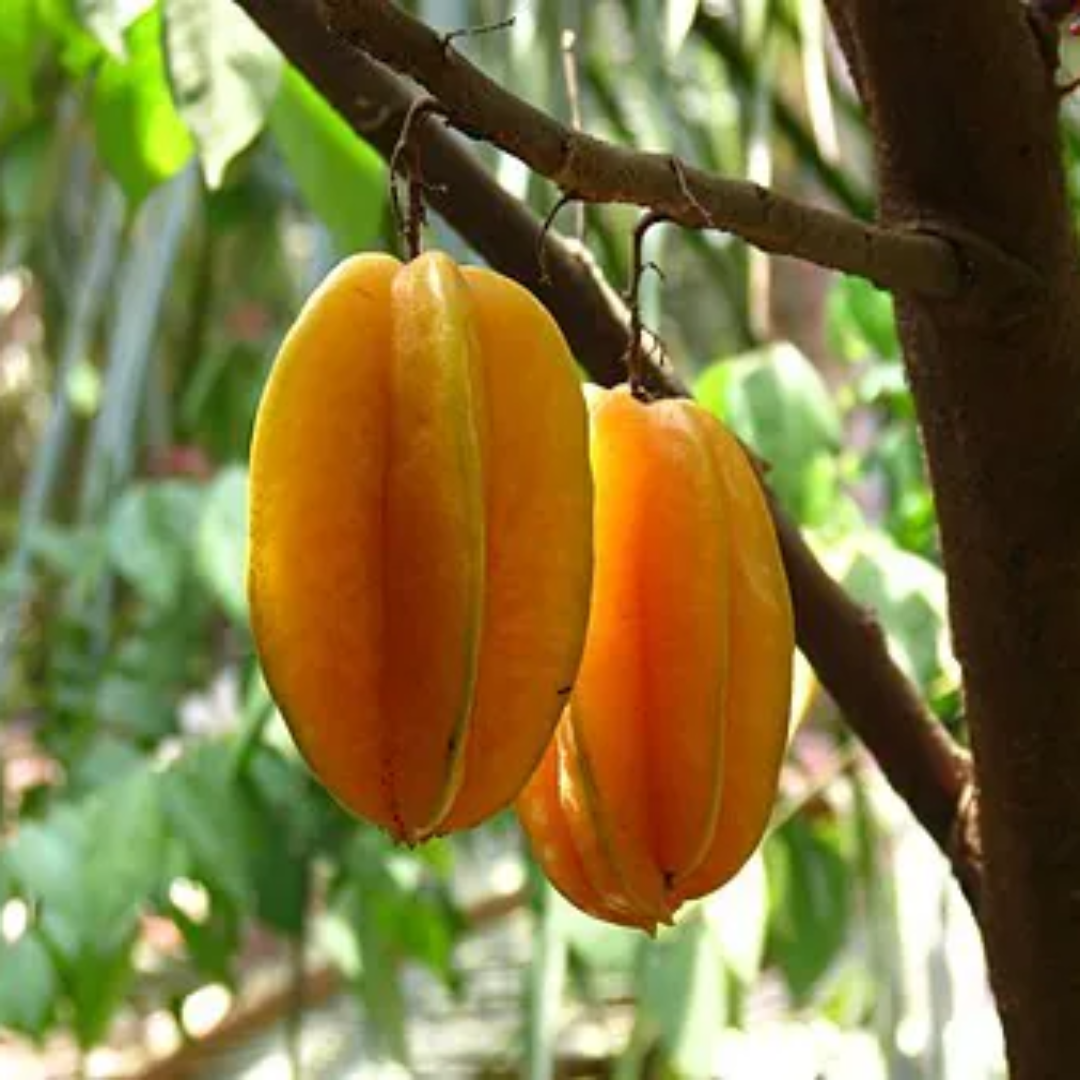 Organic Star Fruit Fresh Tropical Carambola Sweet Juicy Healthy Exotic Fruit for Fresh Eating and Juices