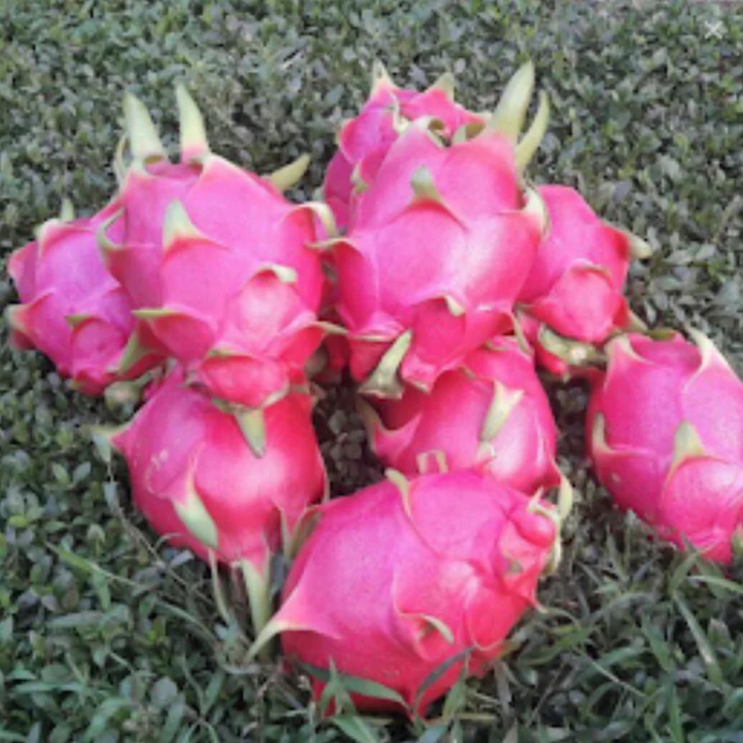 Large Red Dragonfruit Taiwan Jumbo 600–700g Premium Fresh Pitaya Sweet Exotic Fruit Rich in Antioxidants