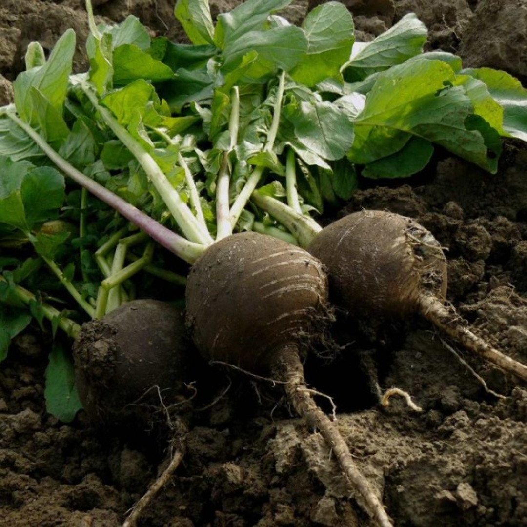 Fresh Round Black Winter Radish Root Vegetable Nutritious Healthy Organic Seasonal Produce