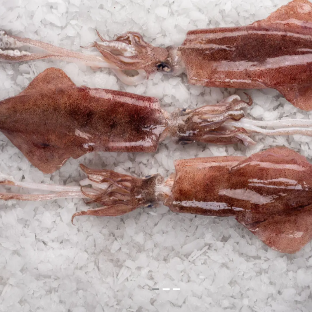 Fresh Squid Loligo Vulgaris Fish Premium Seafood Tender Squid Ideal for Frying Grilling Recipes
