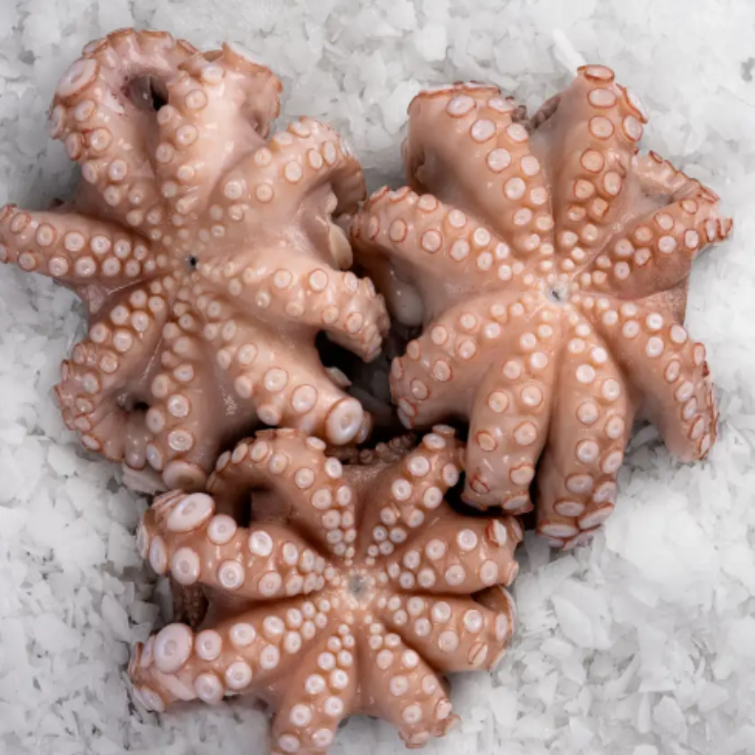 Fresh Octopus Octopus Vulgaris Fish Premium Seafood Whole Octopus Ideal for Grilling Cooking