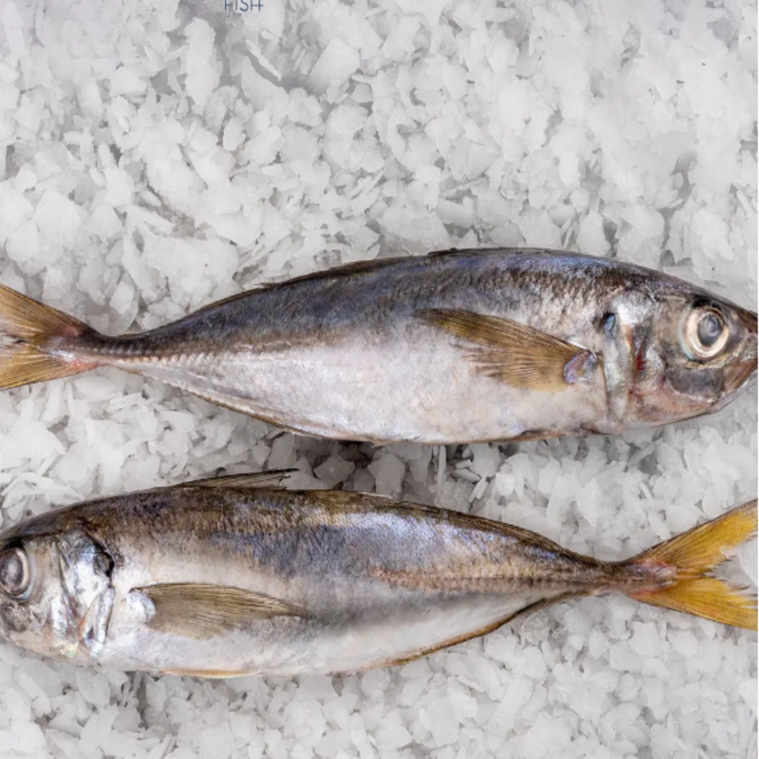 Fresh Jurel Trachurus Trachurus Fish Premium Horse Mackerel Seafood Rich Taste Healthy Protein