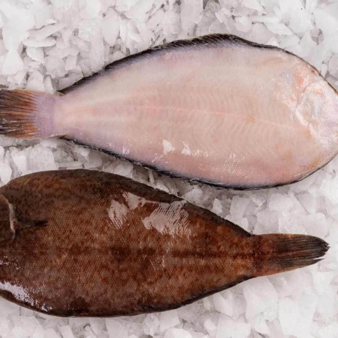 Fresh Acedia Dicologlossa Cuneata Fish Premium Flatfish Seafood Delicate Flavor Quality Catch