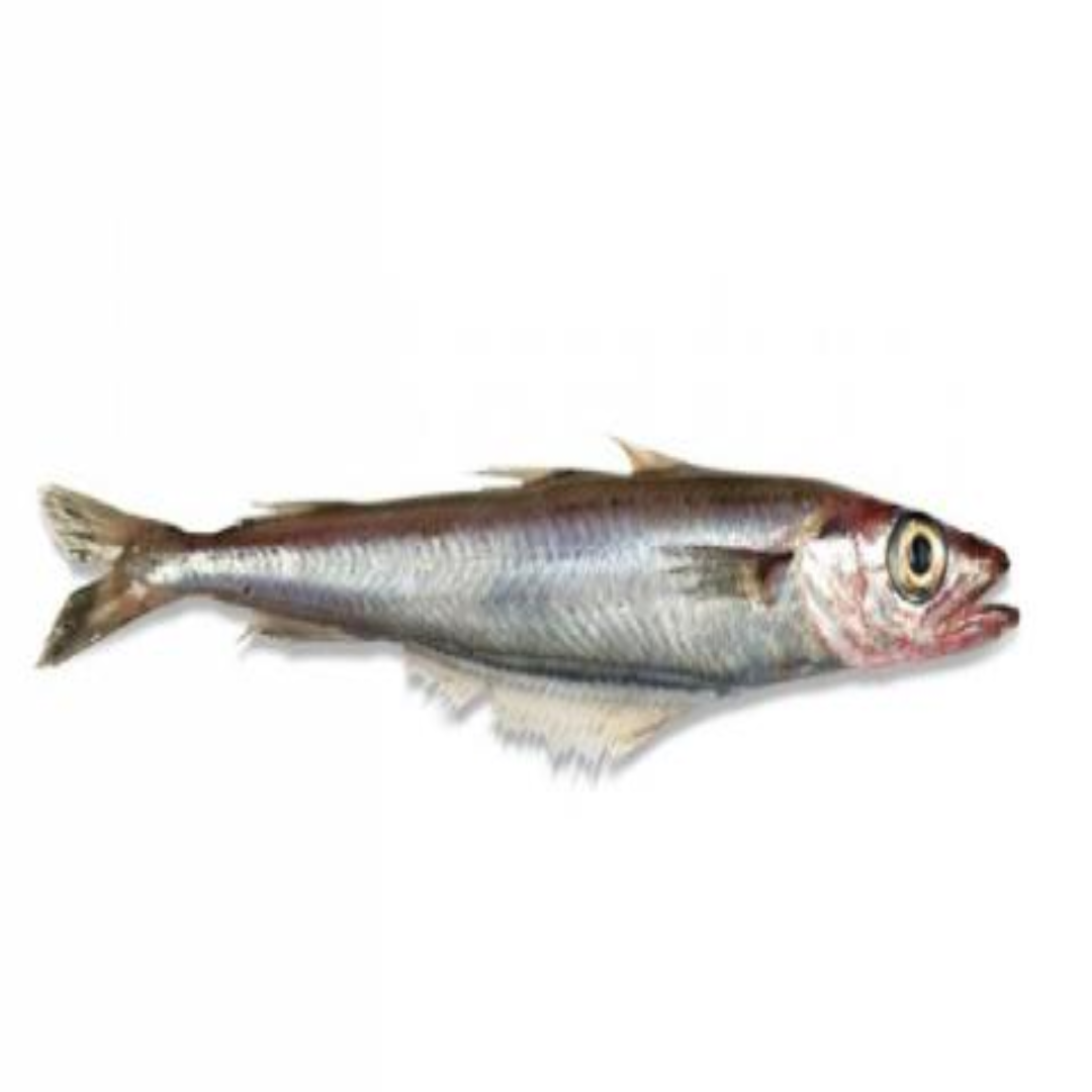 Blue Whiting IQF Fish Frozen Premium Seafood High Quality Individually Quick Frozen Fresh Taste