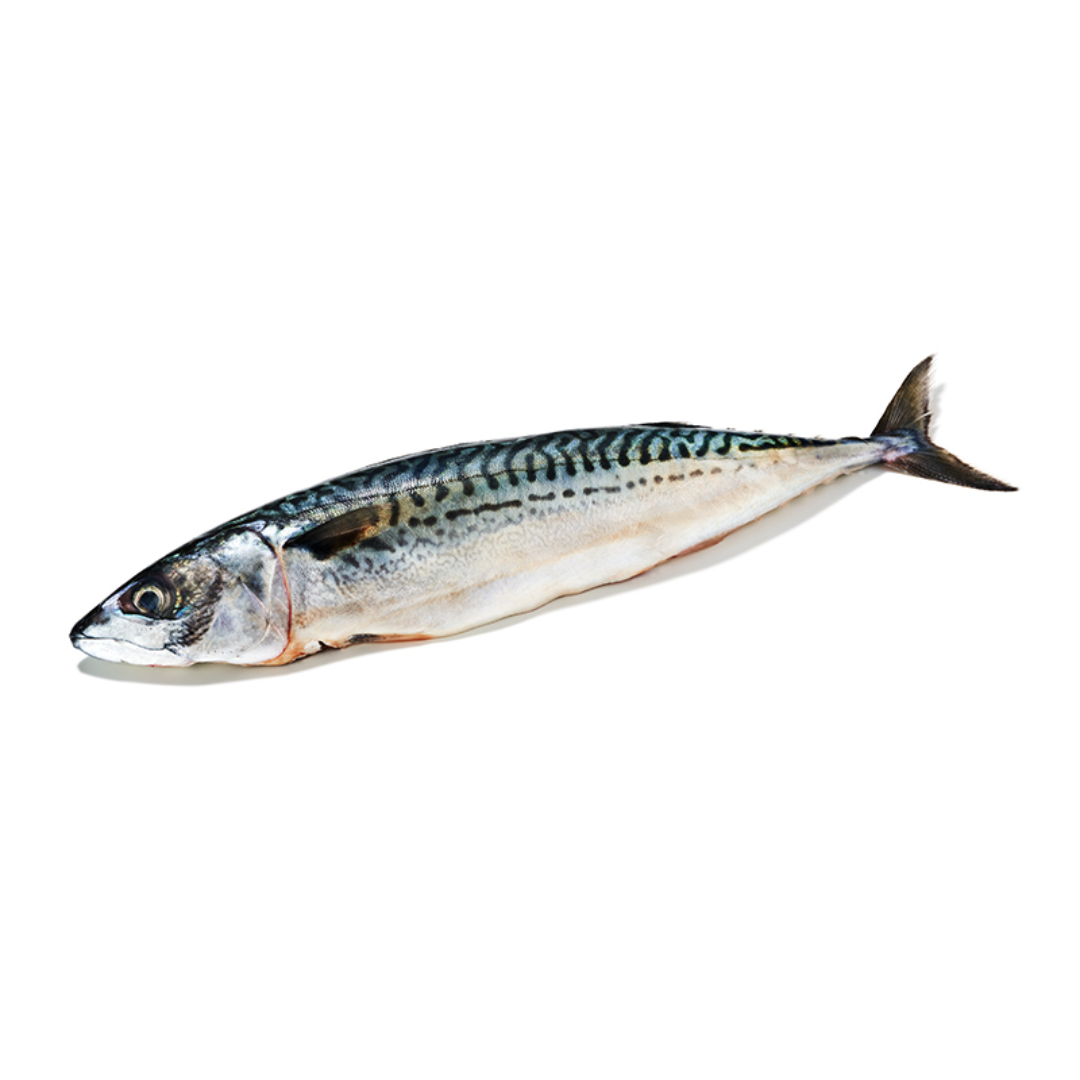 Fresh Gutted Mackerel Fish Premium Whole Cleaned Fish Rich Flavor Ideal for Grilling Cooking