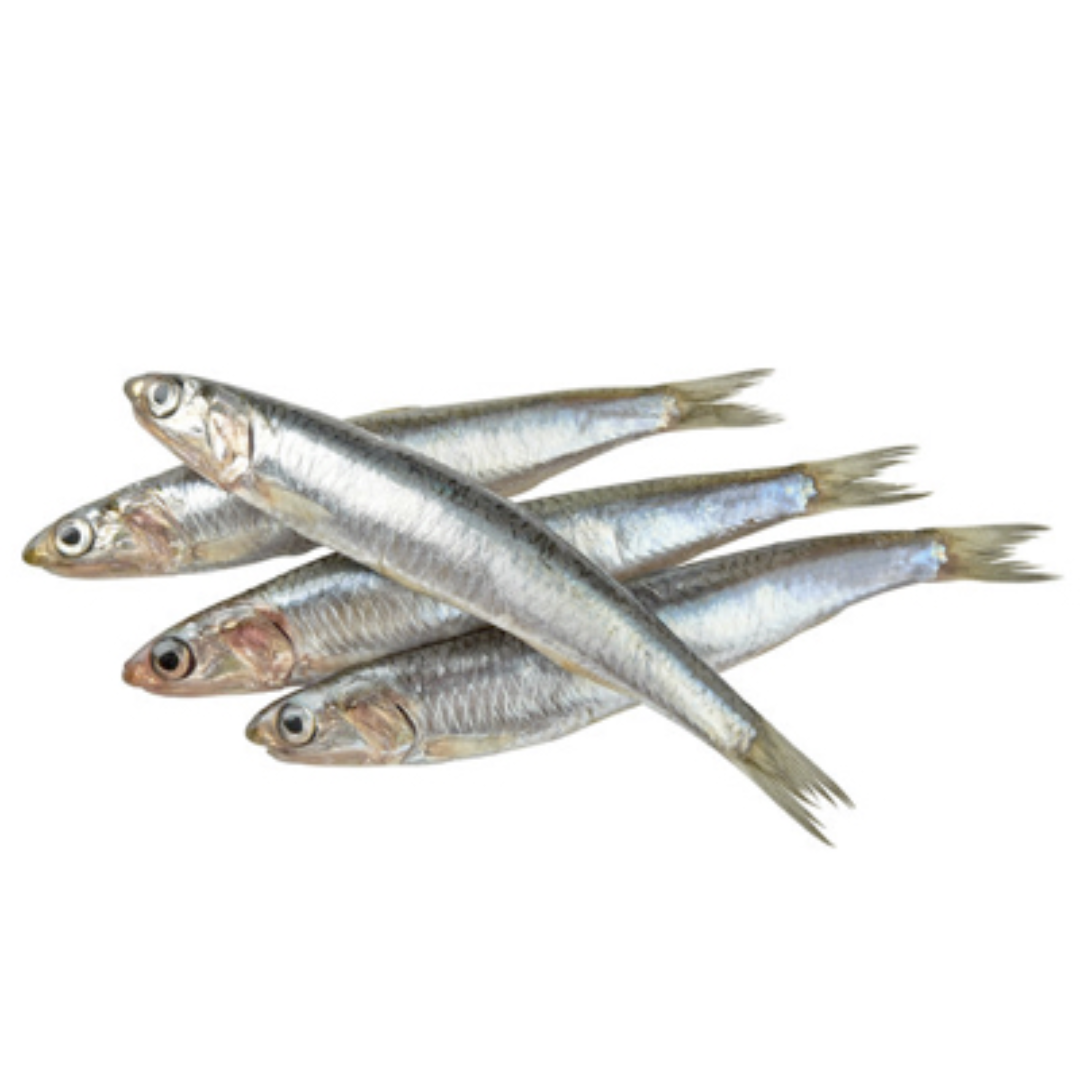Fresh Anchovy Engraulis Encrasicolus Fish Premium Seafood Rich Protein Healthy Cooking Choice