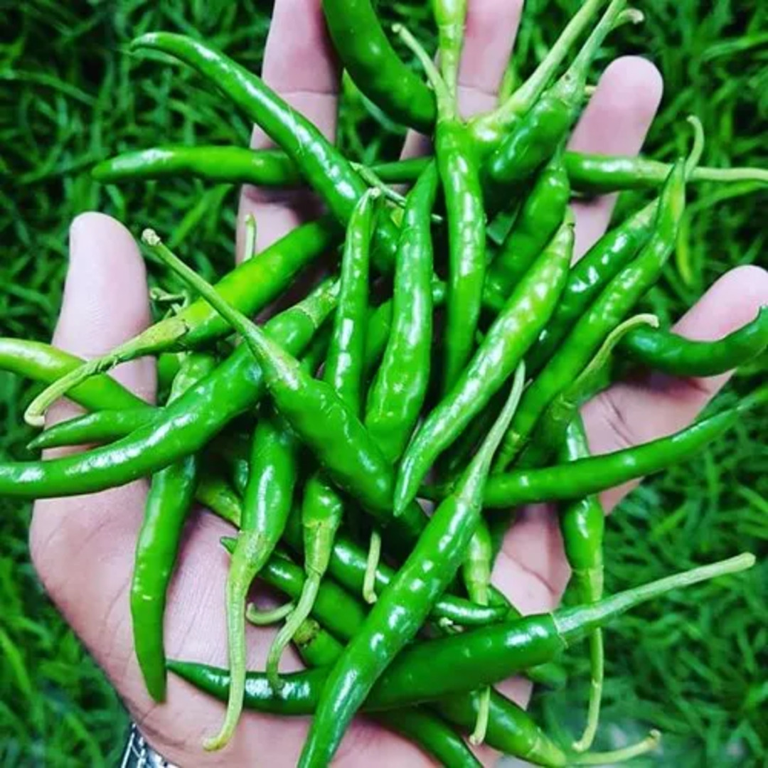 Buy Green Chilli India – Verified Exporter & Supplier