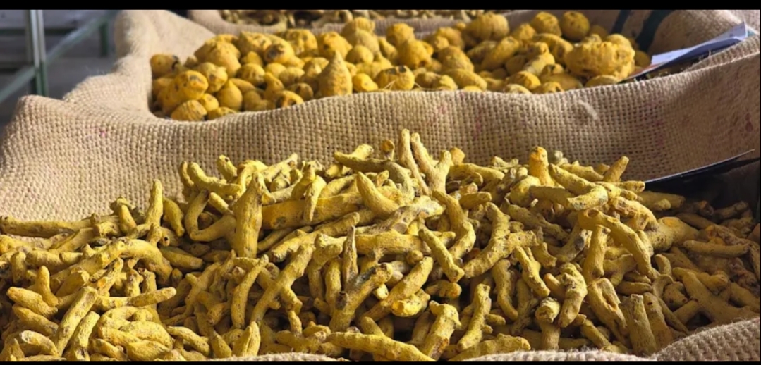 Turmeric finger 