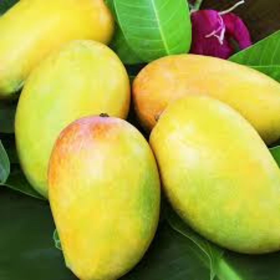 Dasheri Mango Naturally Sweet Indian Mango Variety Juicy Pulp Fresh Farm Export Grade