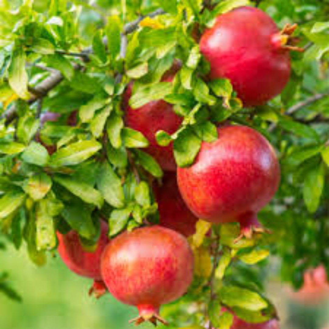 Dwarf Pomegranates for Commercial Farming and Trade