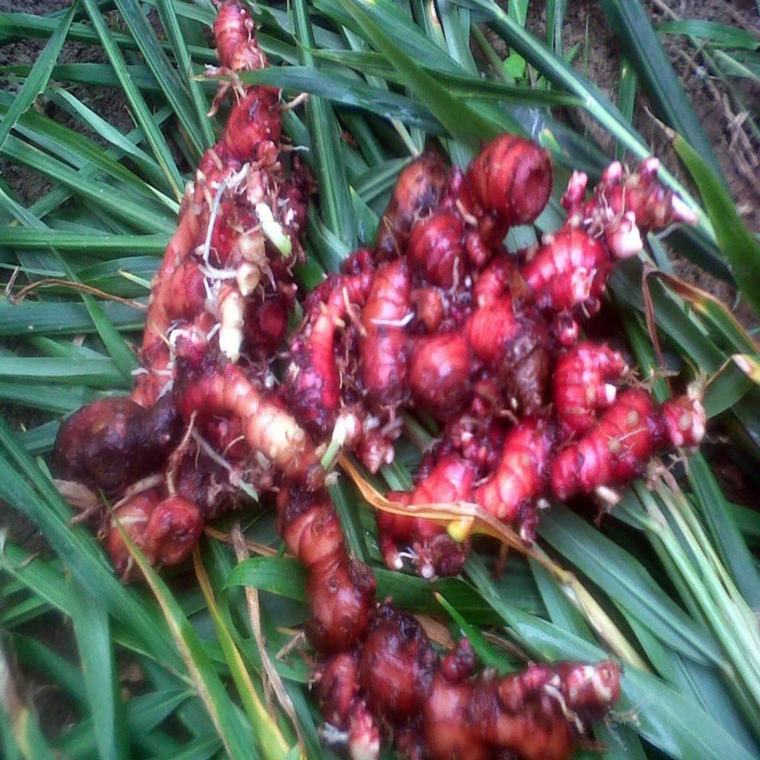 Red Ginger Distributor For Strong Spicy Aroma