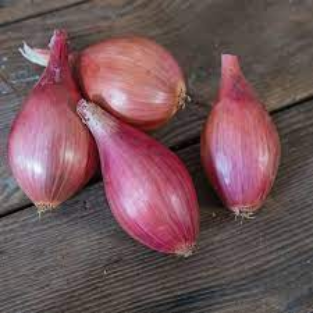 Premium Shallot Onions for Flavor-Rich Culinary Use