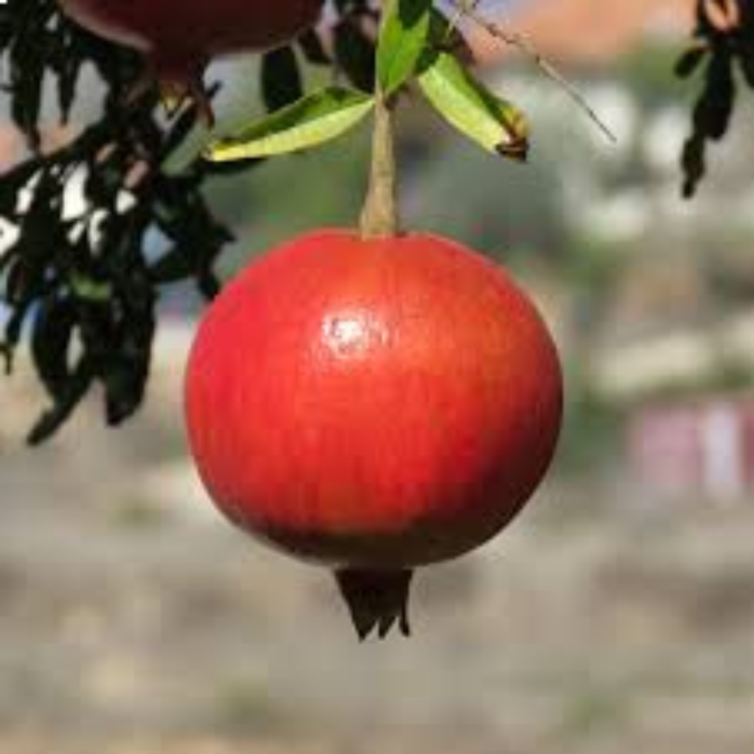 Ariana Pomegranates for International Fruit Distribution