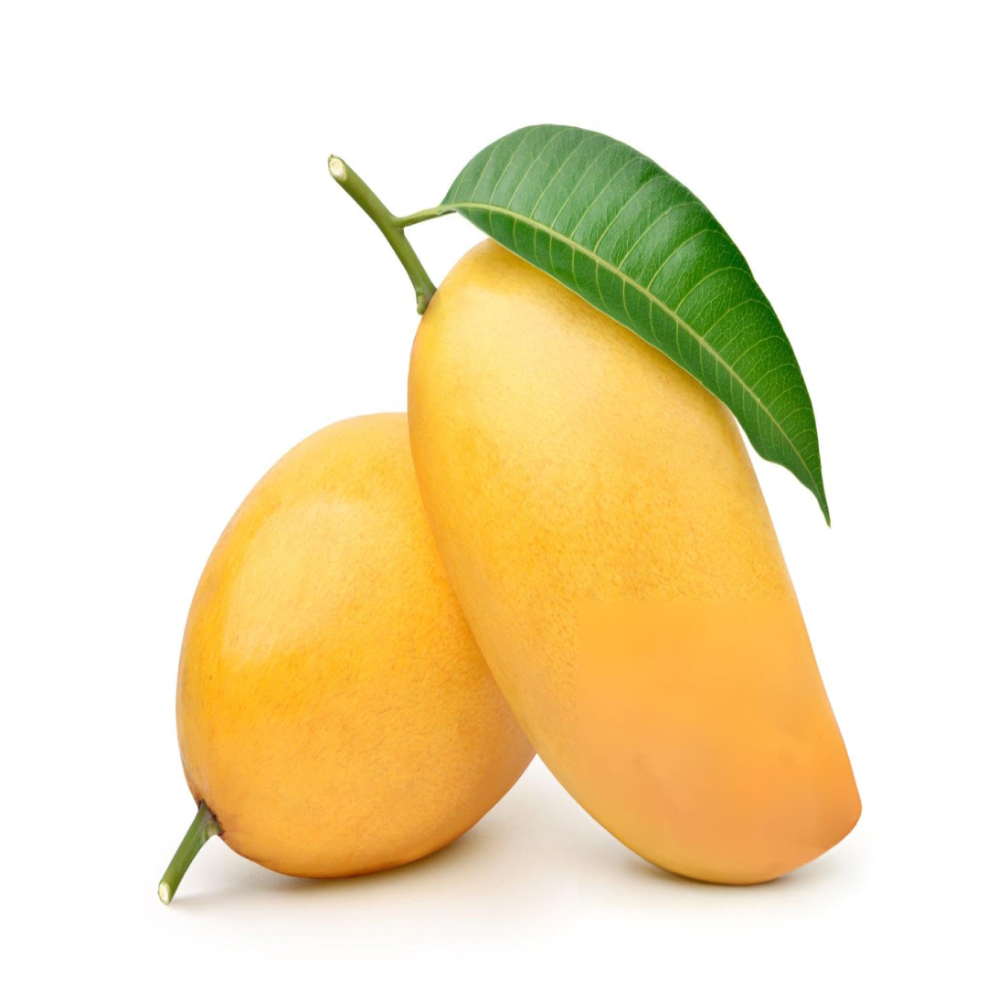 Kesar Mango for Premium Fresh Export and Overseas Trade