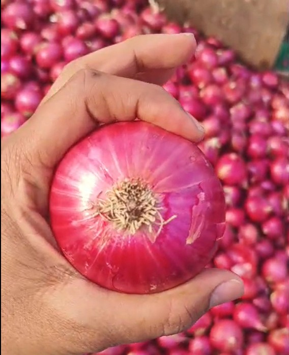 Fresh Onion