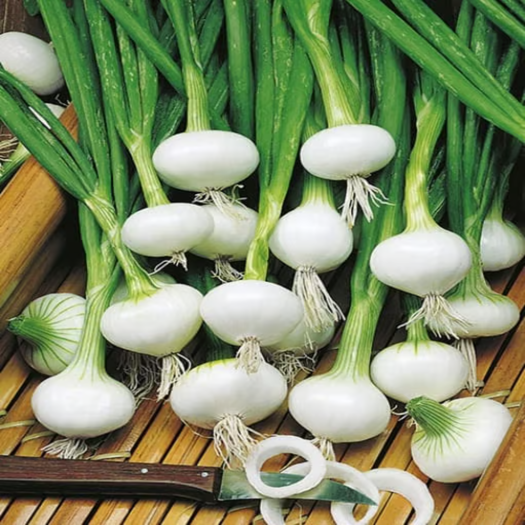 White Onion Distributor For Fresh Kitchen Use