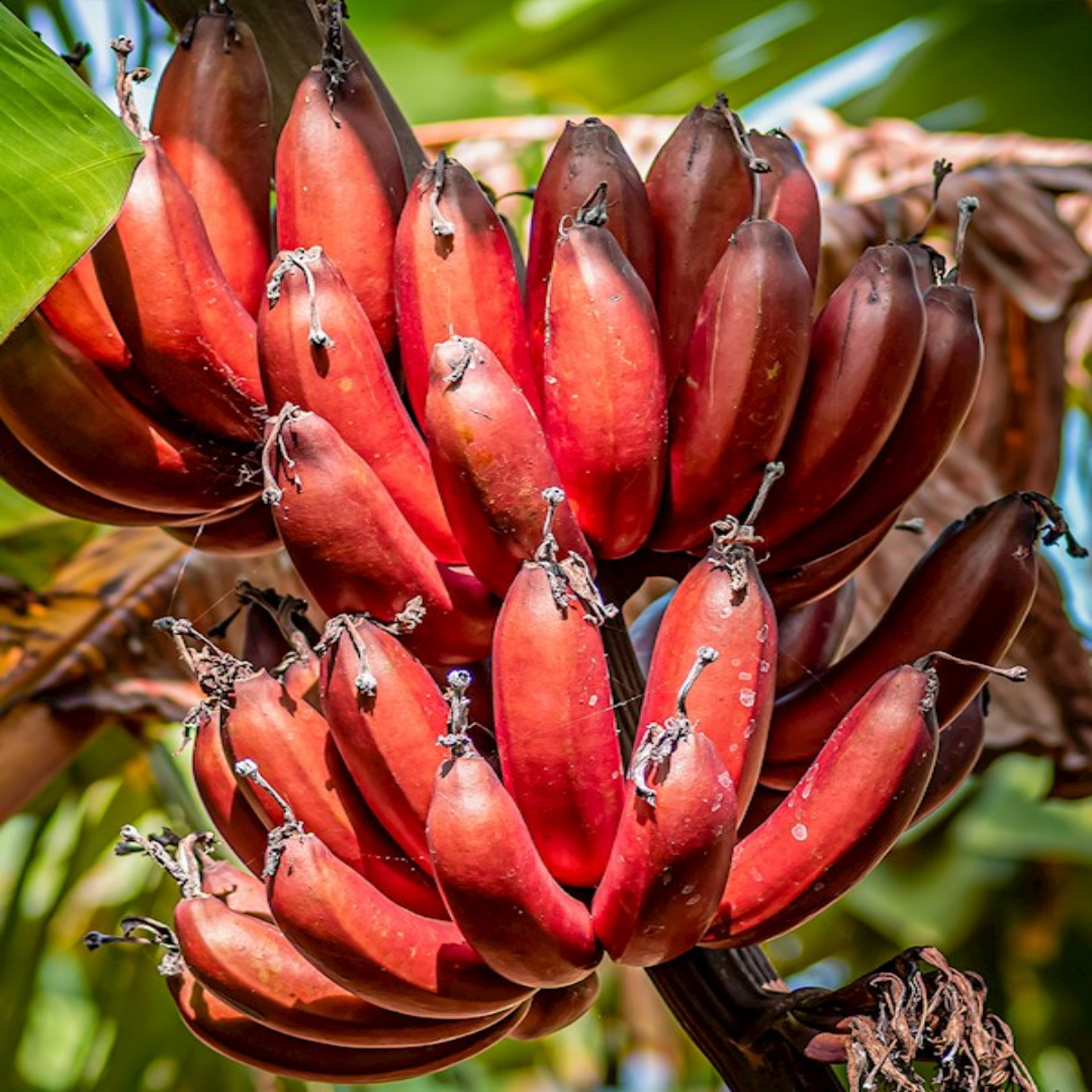 Red Banana Valued for Unique Color and Nutrient Rich Flesh