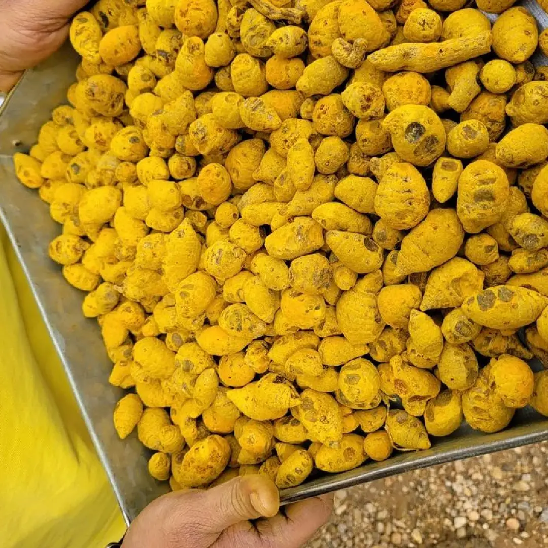 Turmeric Finger Organic Salem – Wholesale & Supplier from India