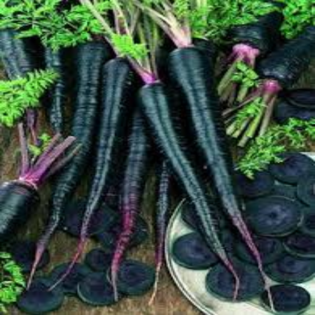 Black Carrots for Specialized Export and Health Food Trade