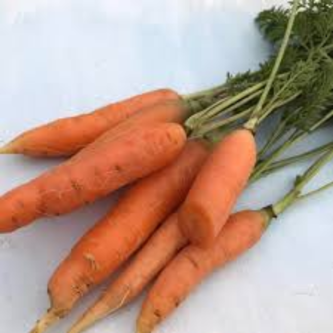 Danvers Carrots for High-Yield Export and Produce Trade