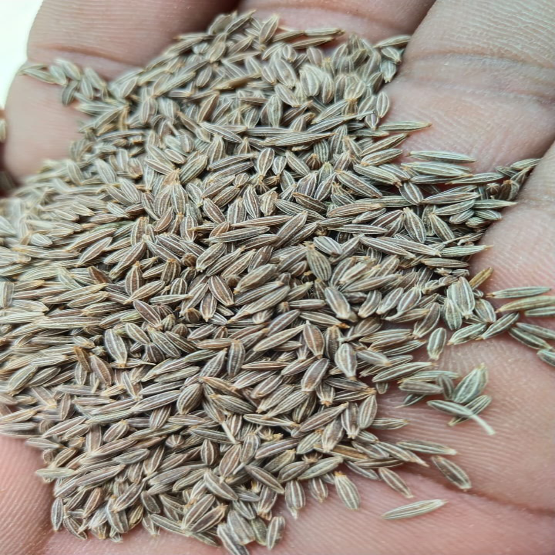 White Cumin Seeds for Export Quality and Rich Aroma Use