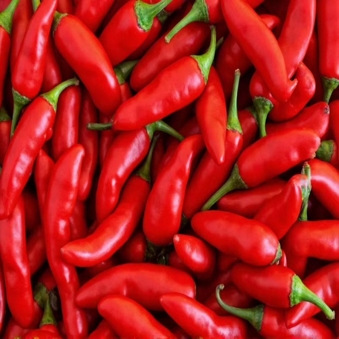 Mirasol Chili for Premium Color Spice Export Markets